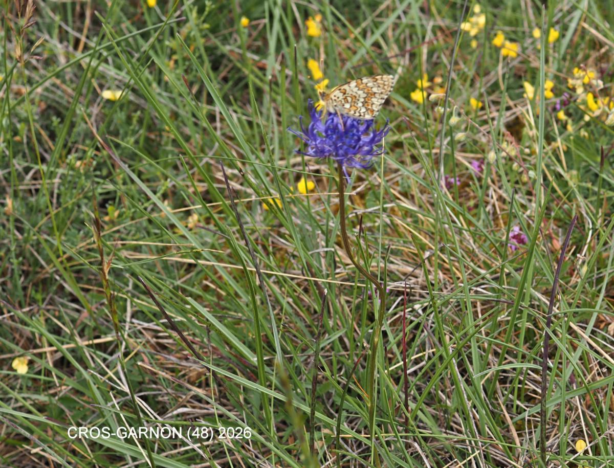 Rampion, Horned plant
